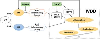 HSP90 Inhibitor 17-AAG Attenuates Nucleus Pulposus Inflammation and Catabolism Induced by M1-Polarized Macrophages